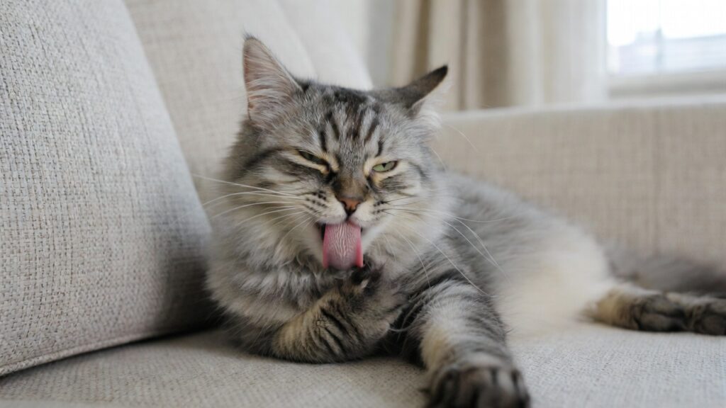 Gato se lambendo por estresse ou ansiedade