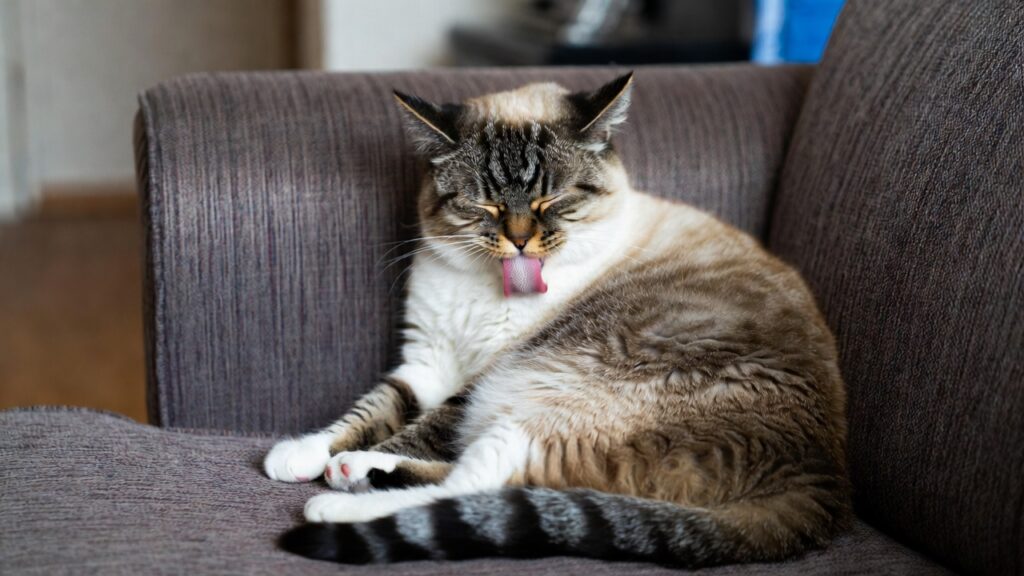 Gato se lambendo por hábito natural