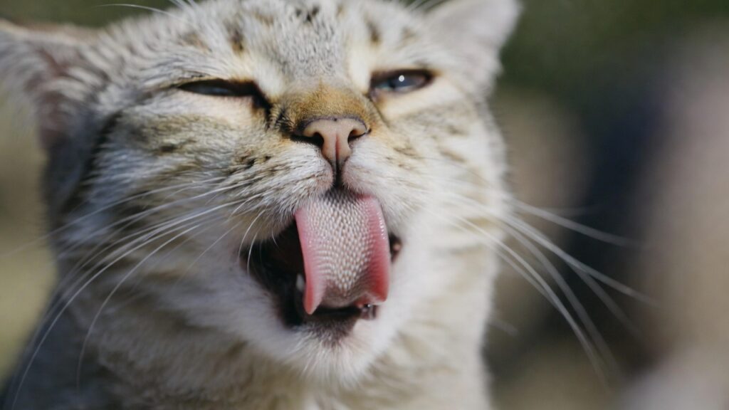 Língua do gato e sua função na limpeza