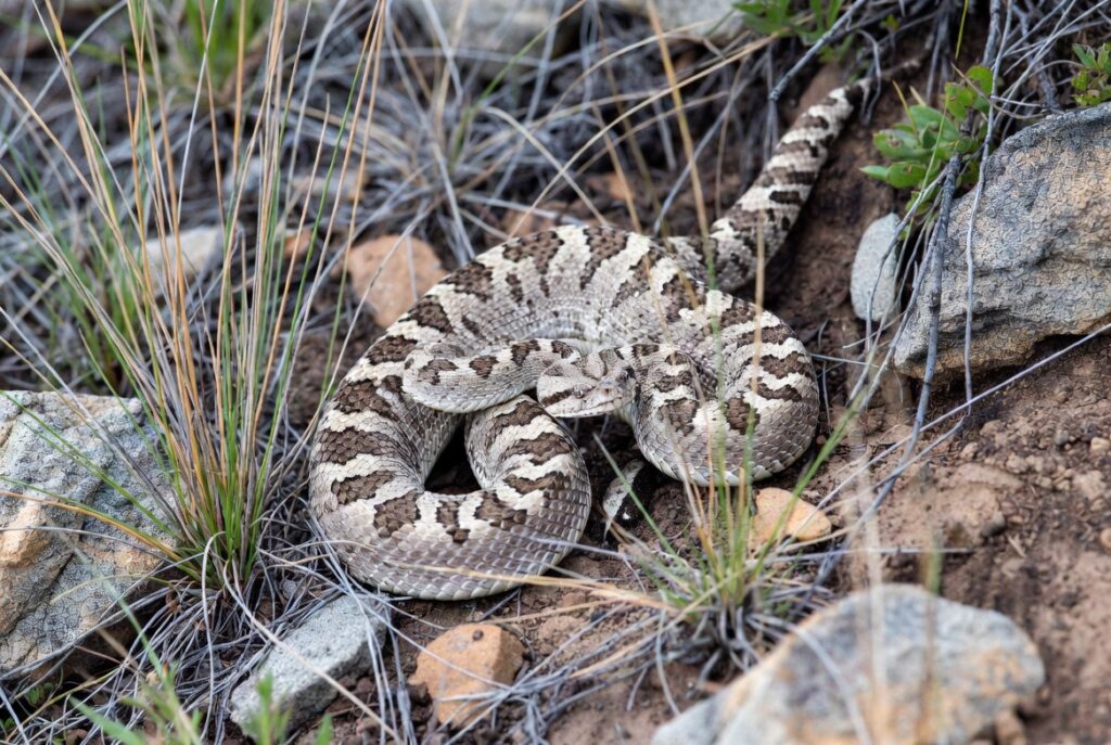 Cobra cascavel em cena natural representando seu papel no equilíbrio do ecossistema