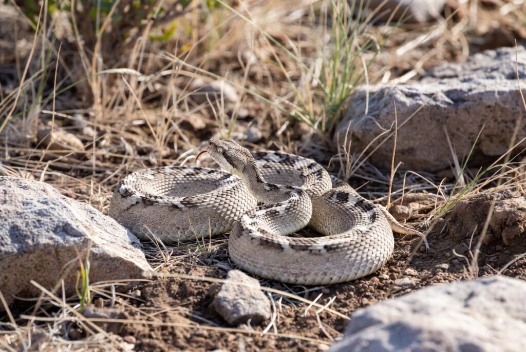 Cobra cascavel enrolada em posição de alerta pronta para defesa