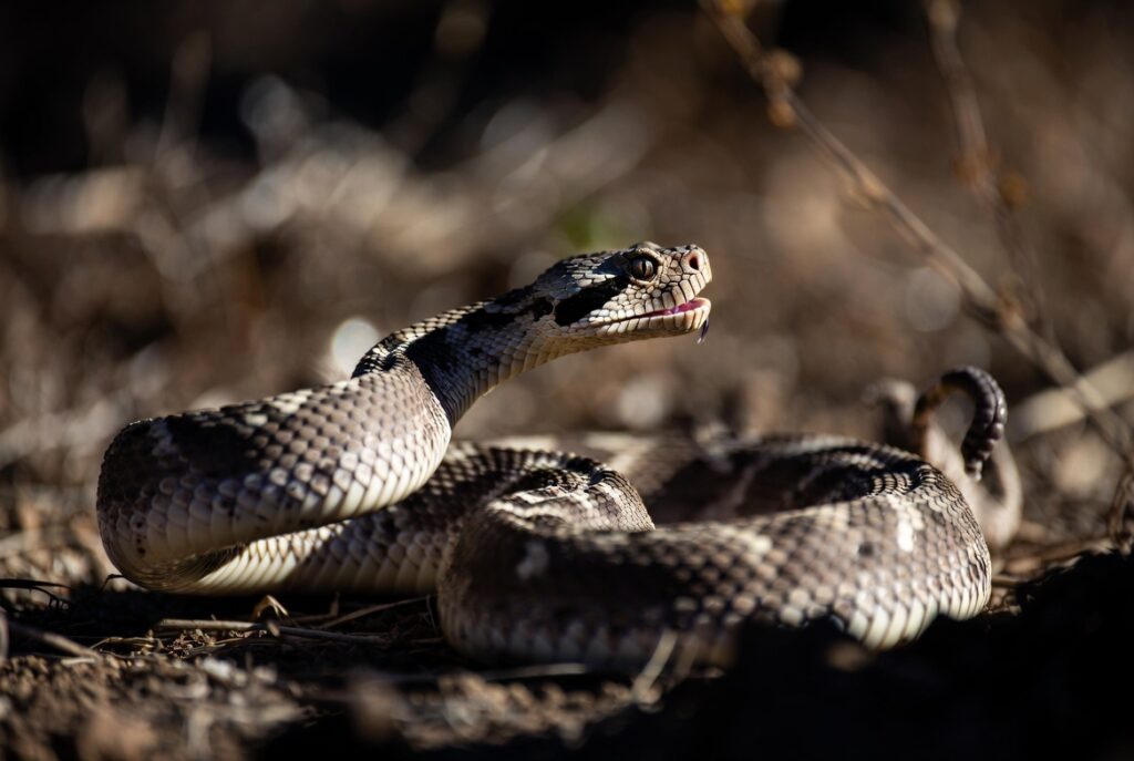 Close-up do chocalho de uma cobra cascavel mostrando textura e detalhes